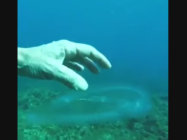 У берегов Мальты дайвер обнаружил «призрачную рыбу» — некое абсолютно прозрачное живое существо