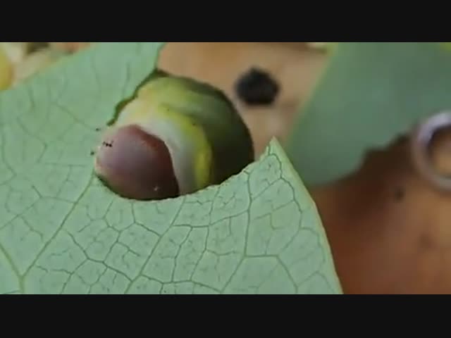 Хороший аппетит