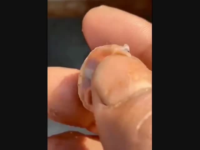 Одноглазая черепашка