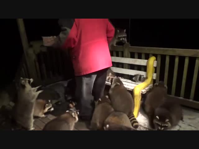 Как же прокормить такую упитанную ораву?