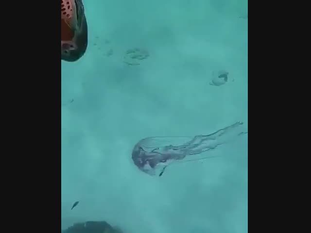 Вот кто поедает медуз, оказывается