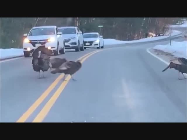 Перевёл гарем через дорогу.