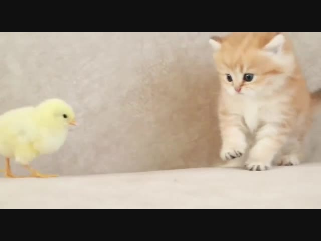 Две ути-пути...