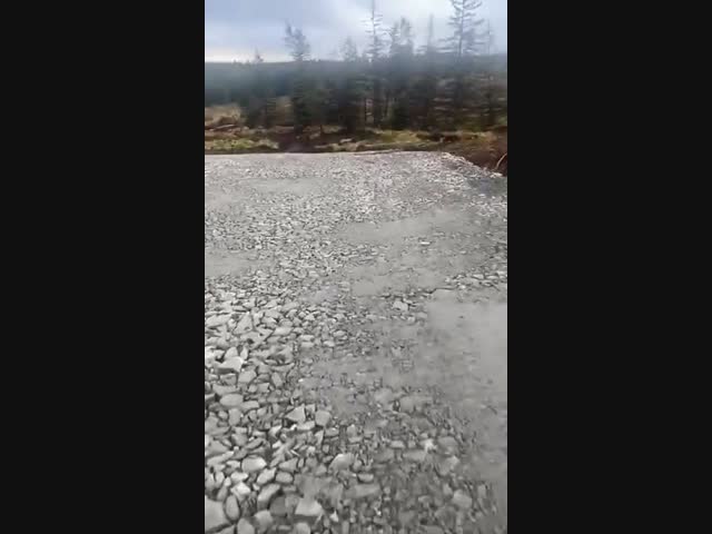 Оживший торфянник