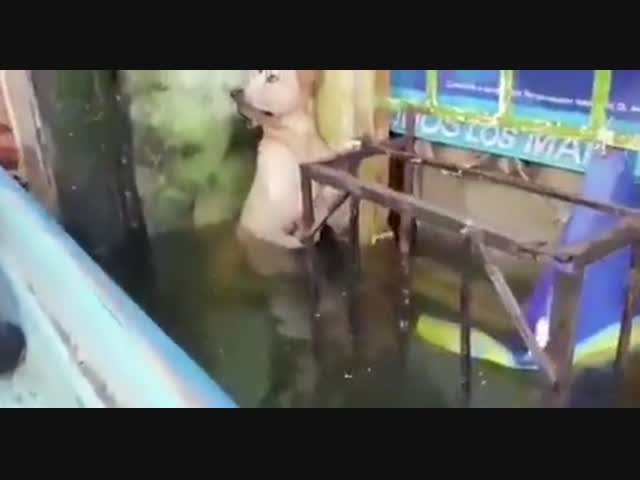 Собаку спасли во время наводнения