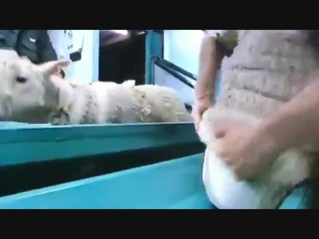 Теперь овец не стригут, а раздевают