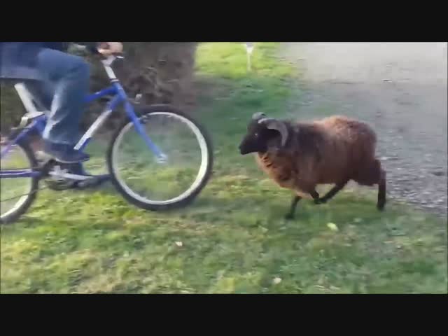 Бараны атакуют! (вырезки из многих видео)