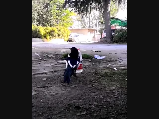 Умная сорока.