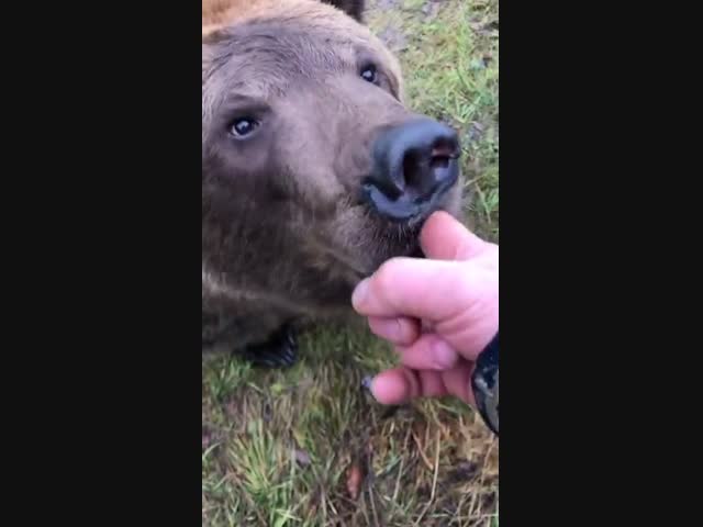 Бурый медведь ведёт себя как панда