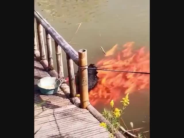 Чёрный  лебедь кормит своих друзей-рыб