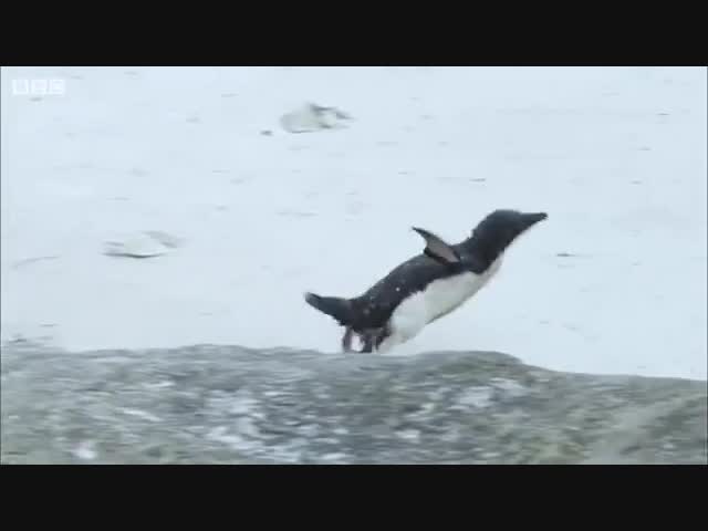 Соколы охотились на пингвина и почти уже схватили его, но внезапно пришли утки и спасли бедолагу