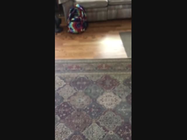 Как выглядит истерика хомяка