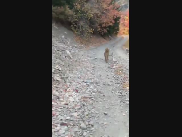 Встреча с пумой