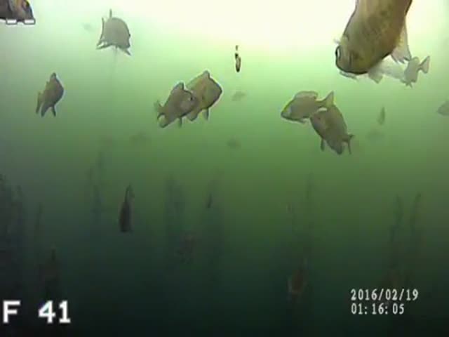 Откуда она взялась? 