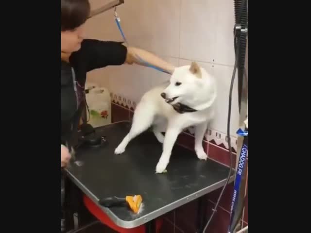 Как приручить одичавшую псину