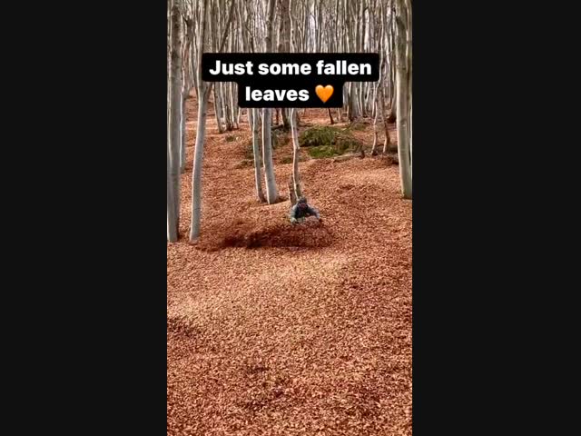 Катание в опавших листьях