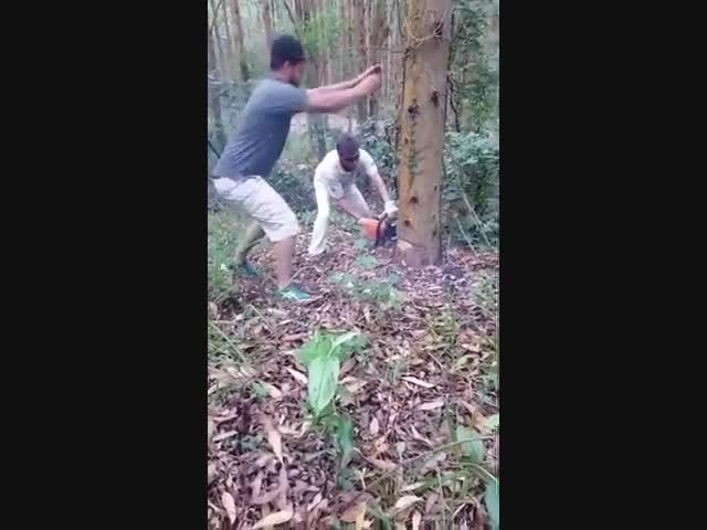 Меткий дровосек