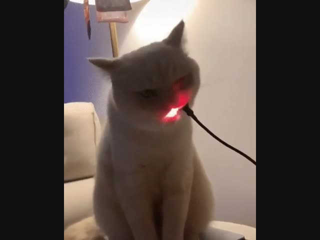 Кот с подсветкой