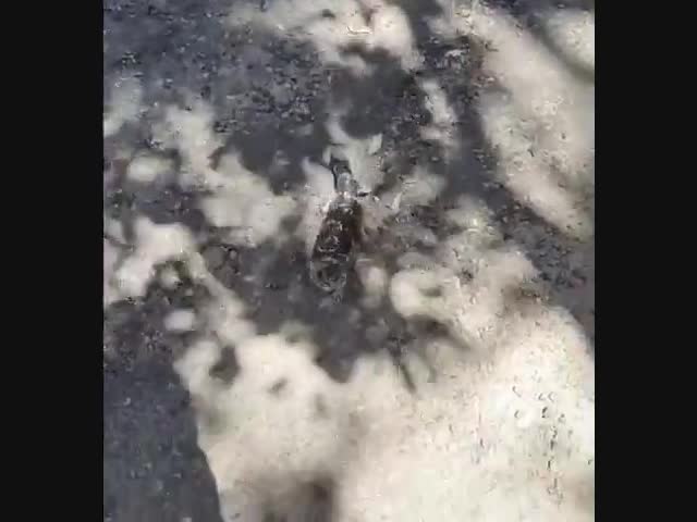 Австралийская ящерица пришла к людям за водой