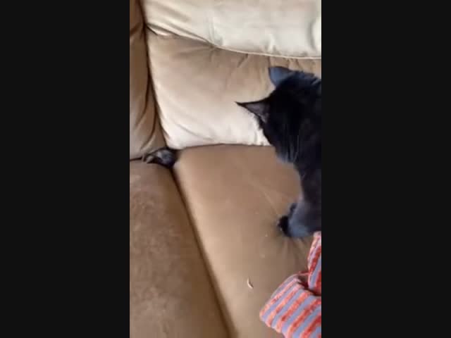 Домашний соболь