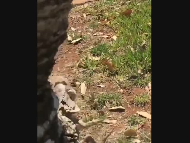 Как забавно бежит эта ящерица