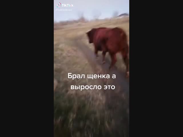 Странный бычок.