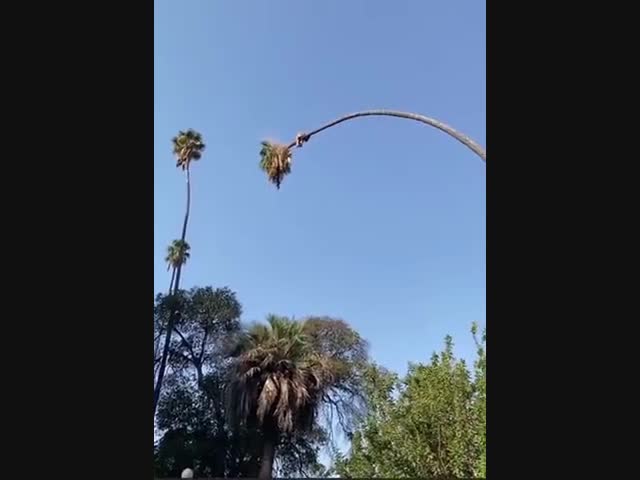 Резчик по дереву