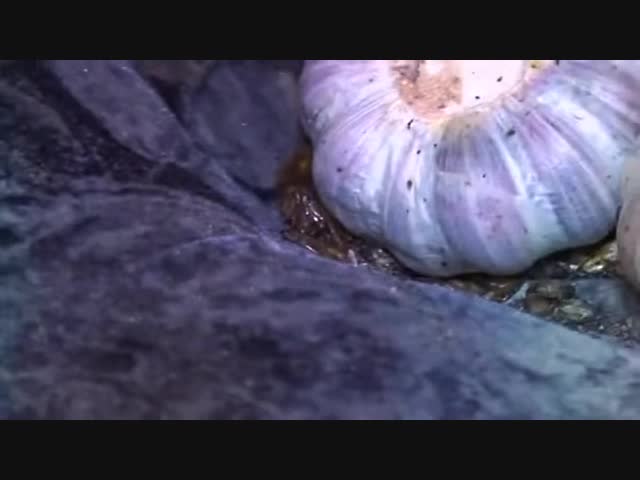 Сосед, которого не пожелаешь и врагу