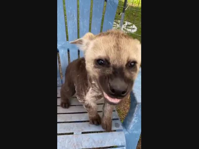 Смешной детёныш гиены - гиенчик