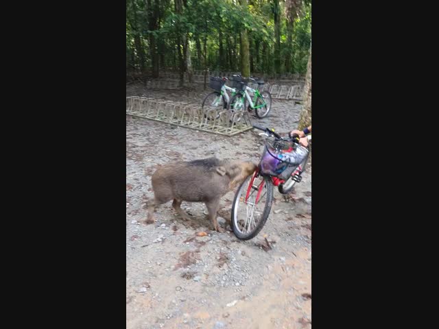 Наглый кабан 