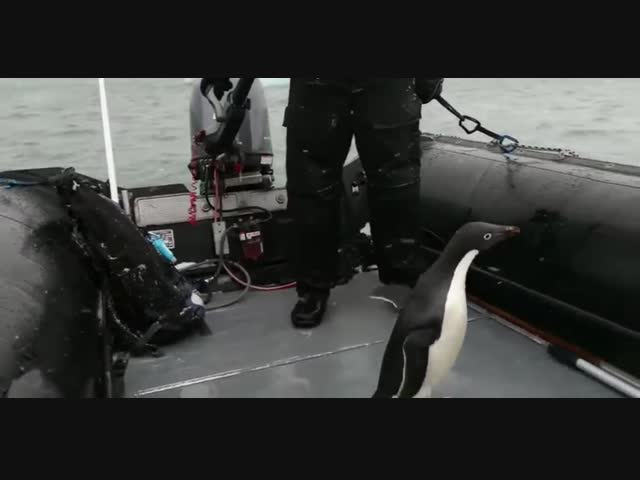 Антарктический патруль