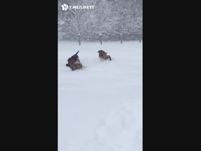 Не справляются лапки? Поможем ушами!