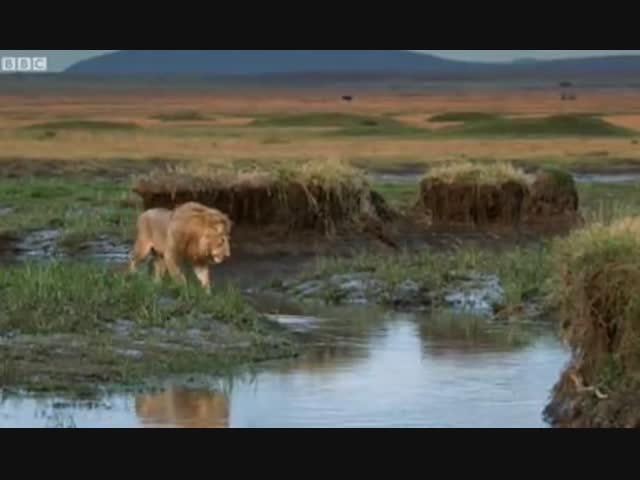 Лев пришёл на помощь к своему брату 