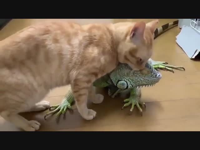 Каджиты и аргониане — братья навек!