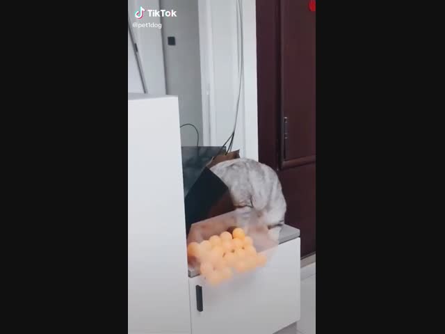 Так,хозяйка,чего принесла?