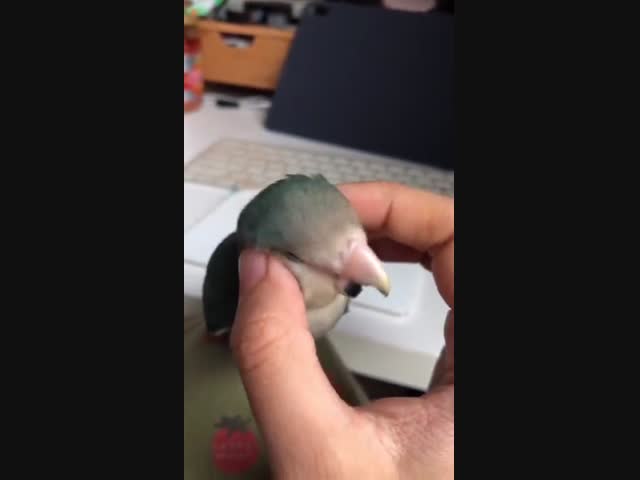 Разговорчивый попугайчик