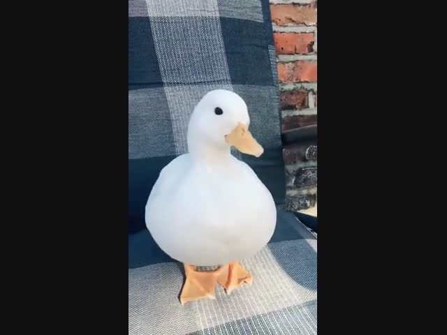 У каждой утки есть секретная кнопка