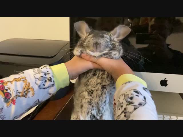 Шиншилл Шон