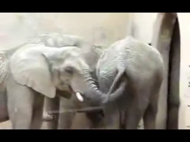 Слон-ассенизатор 