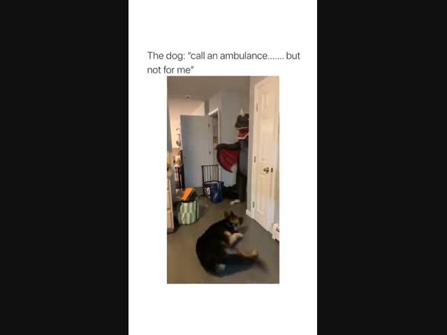 Пёс испугался