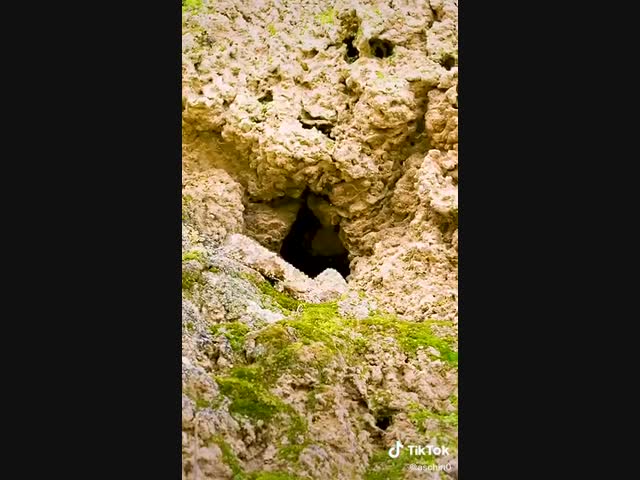 Птичку... жалко...