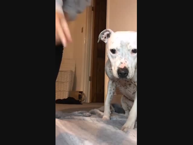 Дисциплина