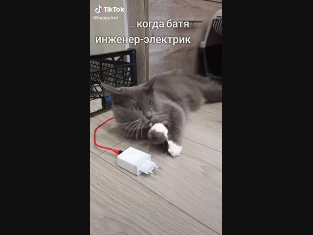 Кот и электрический ток
