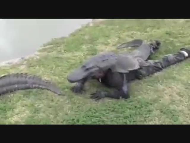 Он хотел подружиться с крокодилами