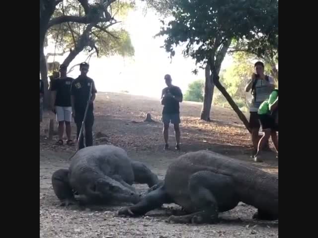 Раньше они правили миром