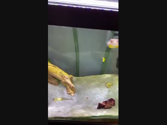 Трудный завтрак