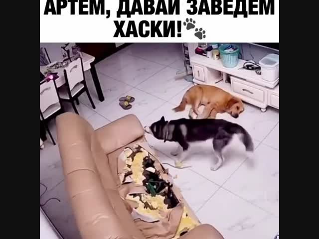 Тогда лучше заведу кошку