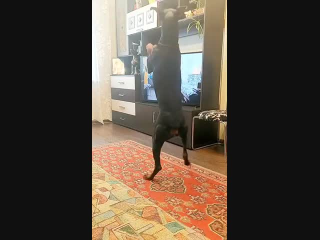 Самый верный зритель