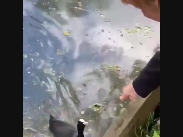 Человек помогает селезню строить гнездо