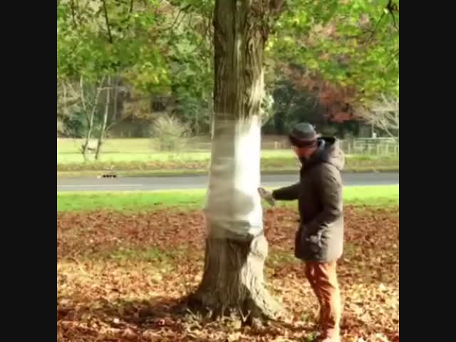 Прозрачное дерево